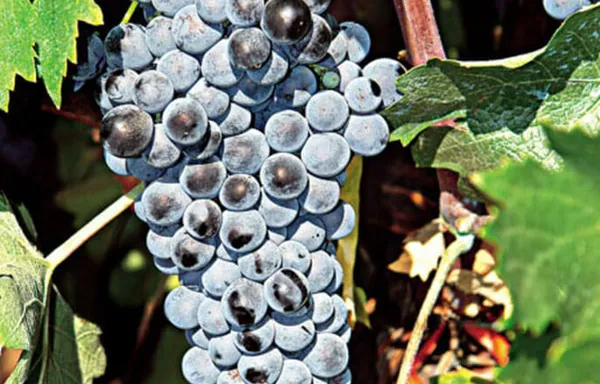 Agiorgitiko varietal
