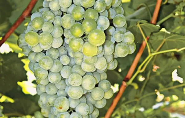 Aidani varietal