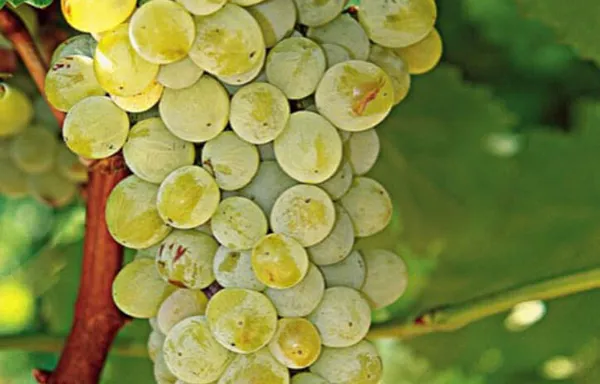 Assyrtiko varietal