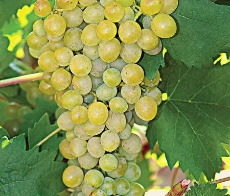 Athiri varietal