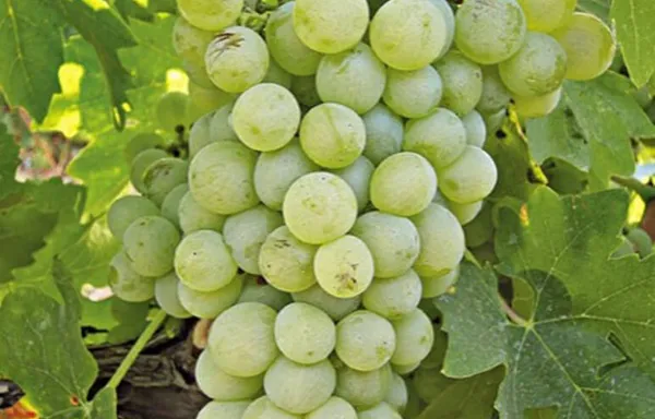 Debina varietal