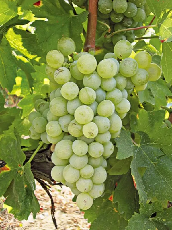 Debina varietal