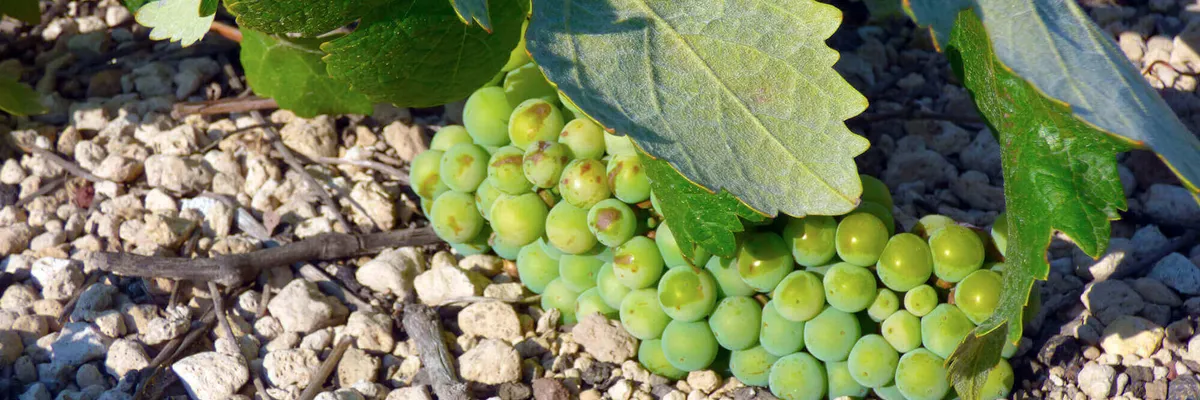 Gavalas Winery Header