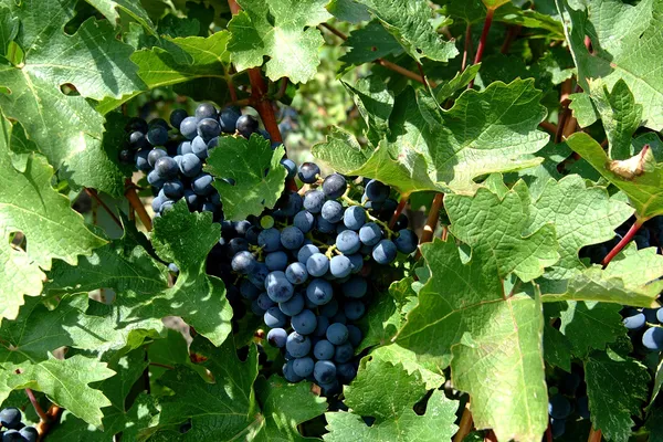 Domaine Porto Carras Winery
