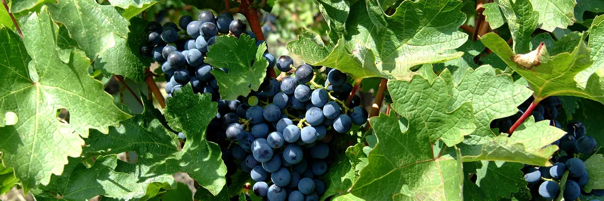 portoCarras Winery Header