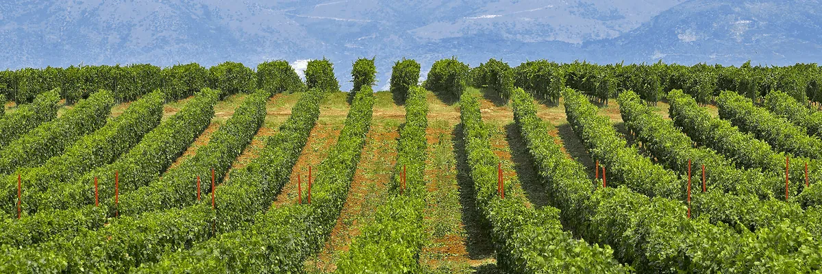 wineArt Winery Header