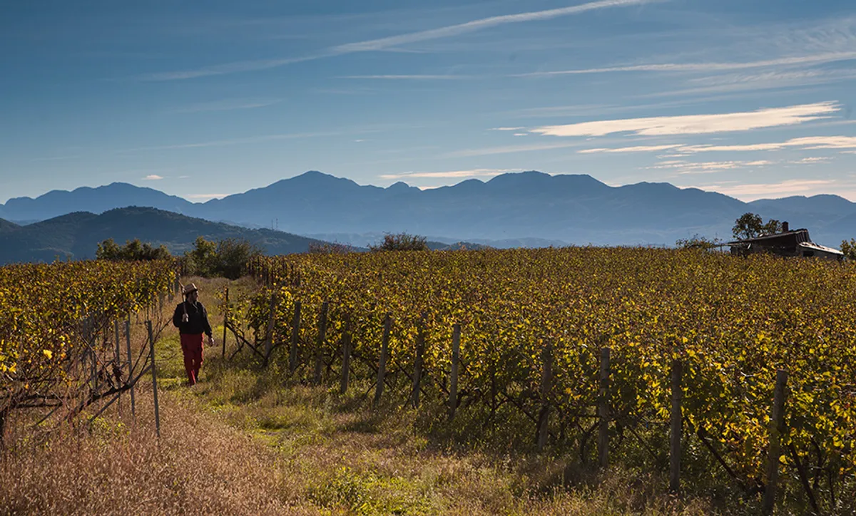 zoinos Winery Header