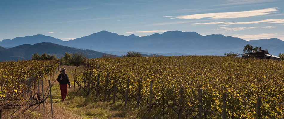 zoinos Winery Header
