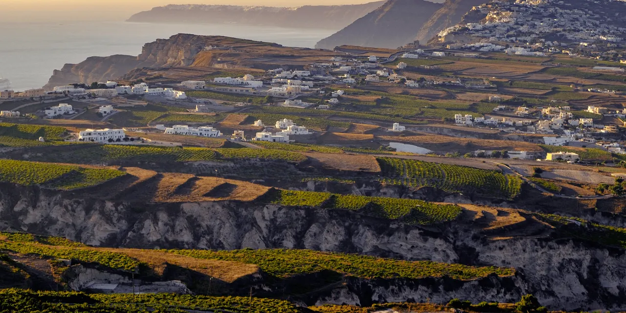 Greek wine vineyards