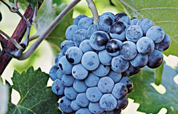 Limnio varietal
