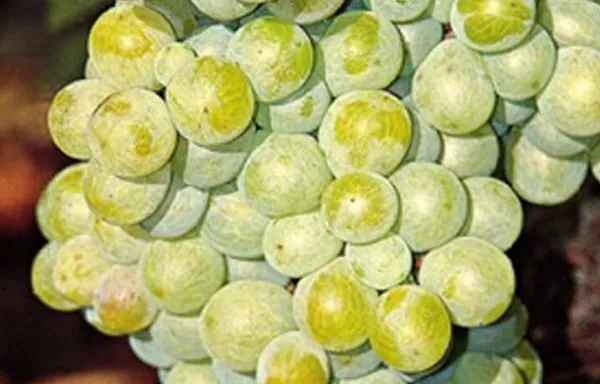 Malagousia varietal
