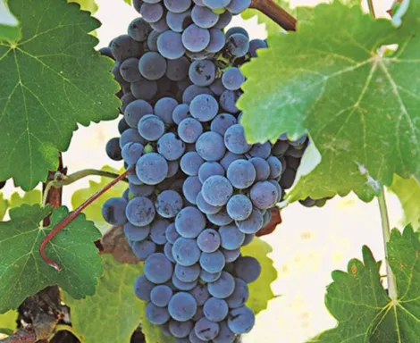 Mandilaria varietal