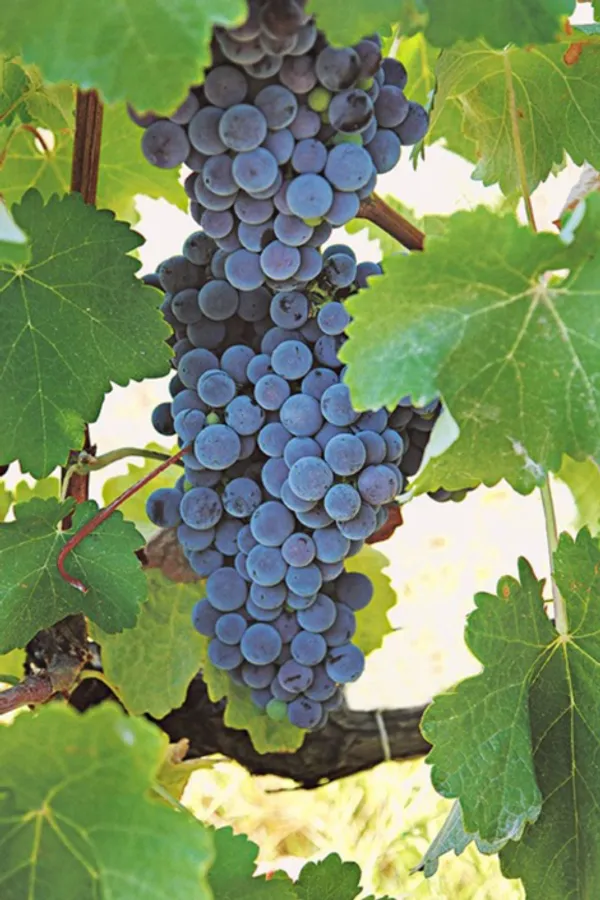 Mandilaria varietal