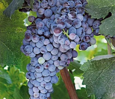 Mavrotragano varietal