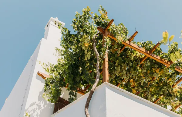 Aidani Mavro varietal