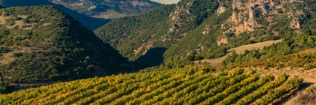 palivou Winery Header