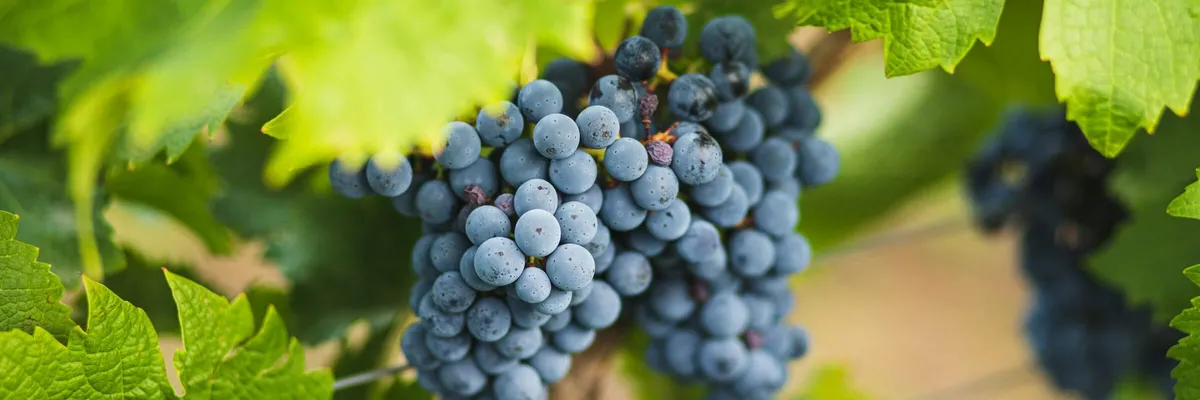 Award-Winning Greek Wine Grapes