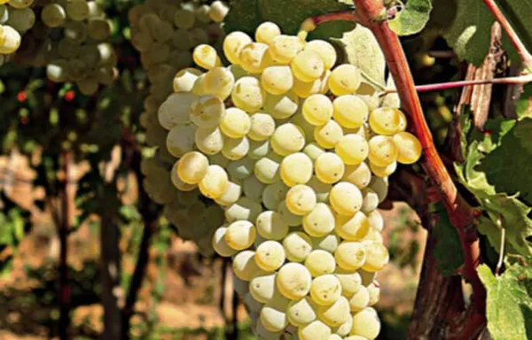 Vidiano varietal