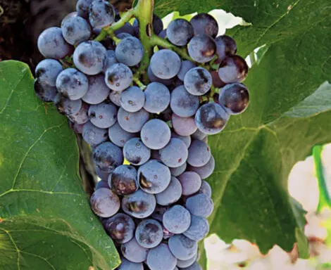 Xinomavro varietal